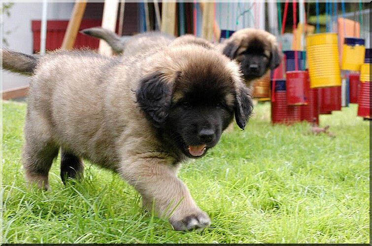 leonberger 069.jpg